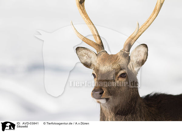 Sikawild / sika deer / AVD-03841