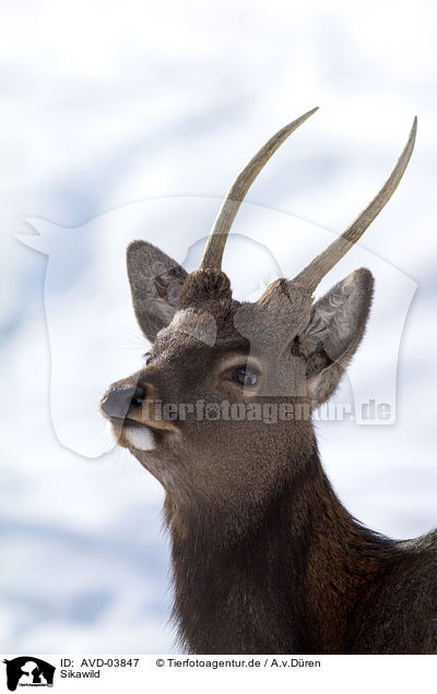 Sikawild / sika deer / AVD-03847