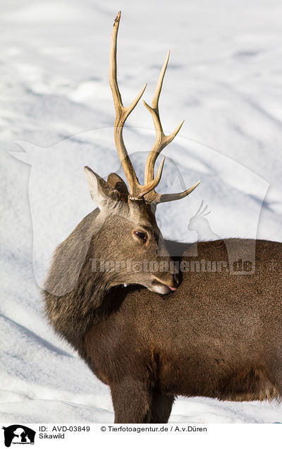 Sikawild / sika deer / AVD-03849