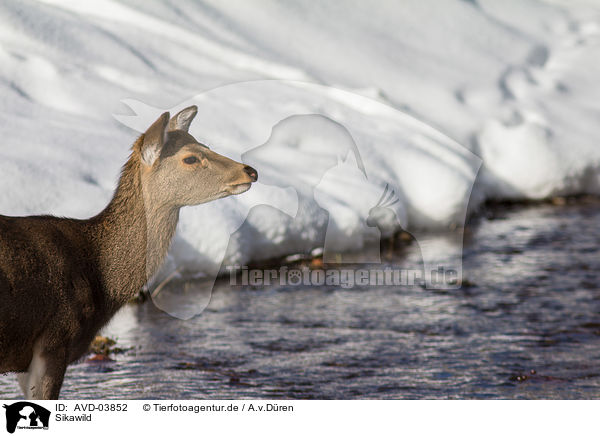 Sikawild / sika deer / AVD-03852