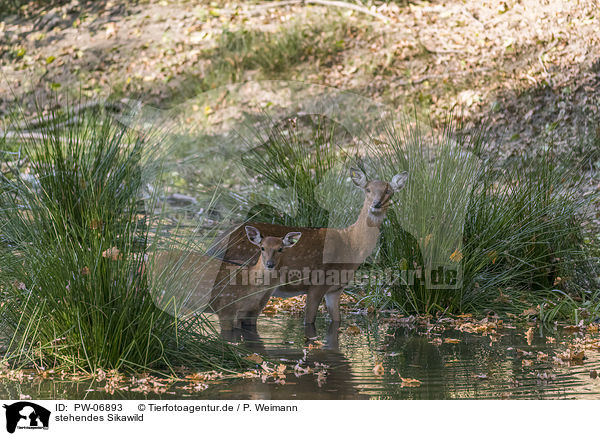 stehendes Sikawild / standing Sika Deer / PW-06893