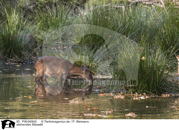 stehendes Sikawild / standing Sika Deer / PW-06900