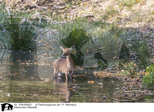 stehendes Sikawild / standing Sika Deer / PW-06905