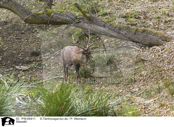 Sikawild / Sika Deer / PW-06911