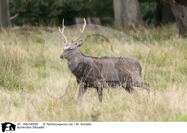 laufendes Sikawild / walking Sika Deer / WS-08595