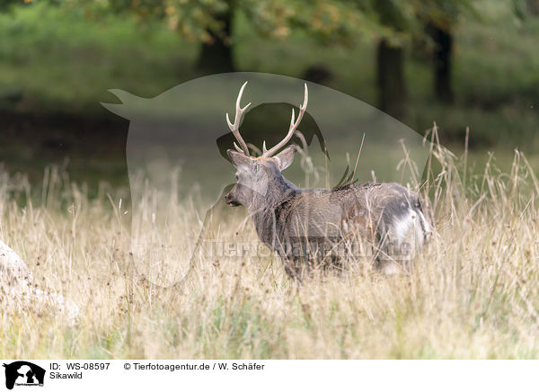 Sikawild / Sika Deer / WS-08597