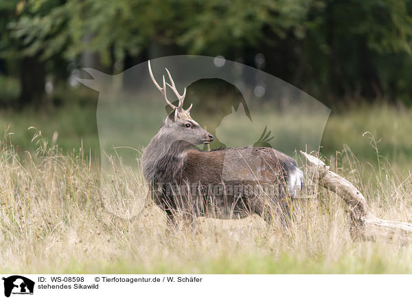 stehendes Sikawild / standing Sika Deer / WS-08598