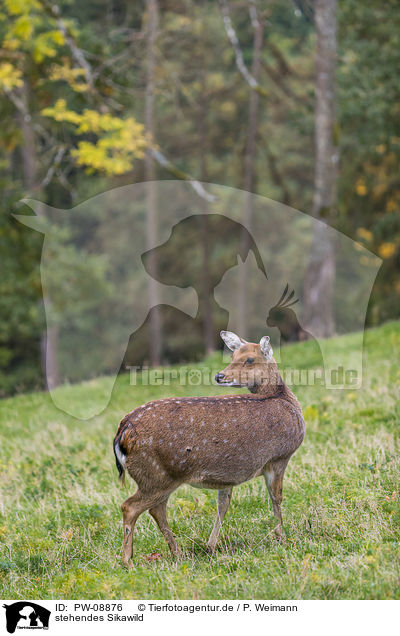 stehendes Sikawild / standing Sika Deer / PW-08876