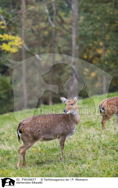 stehendes Sikawild / standing Sika Deer / PW-08877