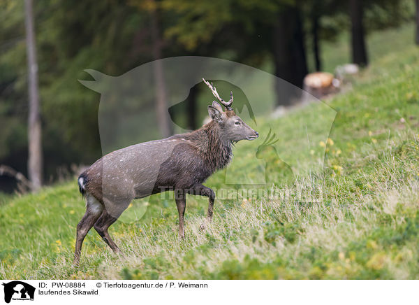 laufendes Sikawild / walking Sika Deer / PW-08884