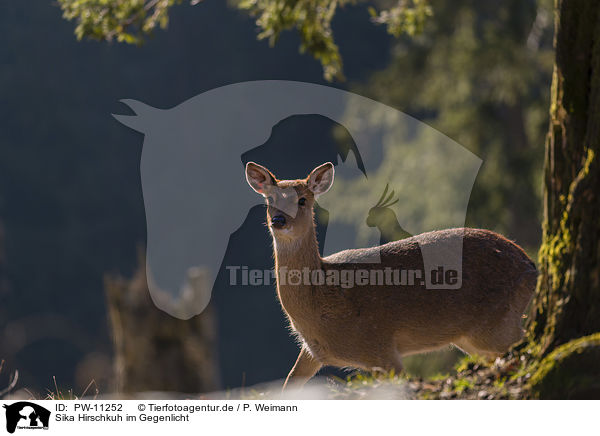 Sika Hirschkuh im Gegenlicht / Sika hind in backlight / PW-11252