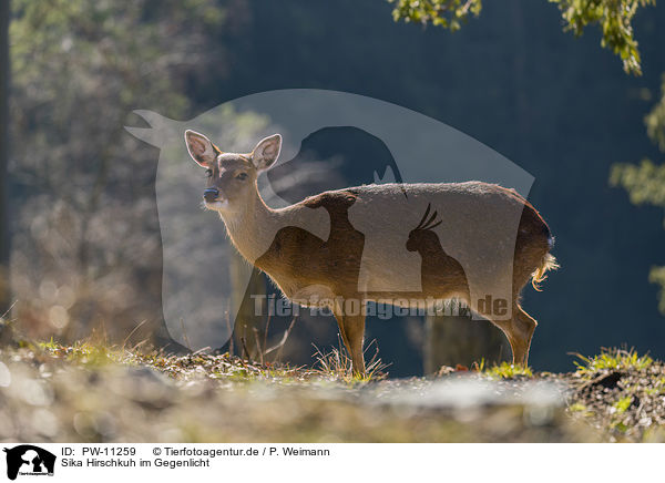 Sika Hirschkuh im Gegenlicht / Sika hind in backlight / PW-11259