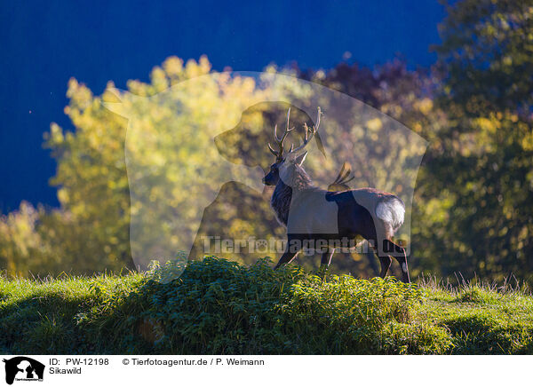 Sikawild / Sika deer / PW-12198