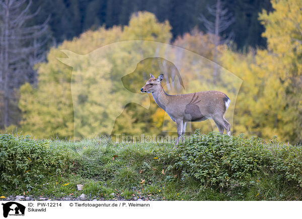 Sikawild / Sika deer / PW-12214