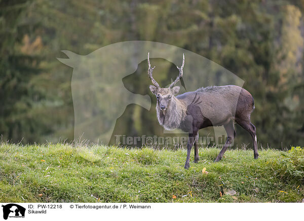 Sikawild / Sika deer / PW-12218