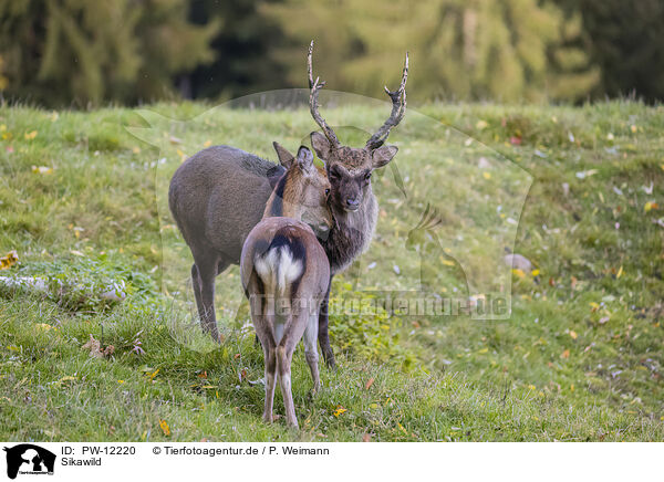 Sikawild / Sika deer / PW-12220
