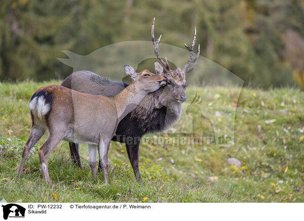 Sikawild / Sika deer / PW-12232