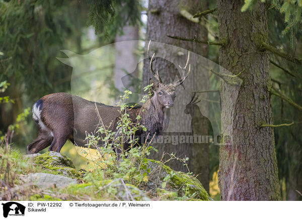 Sikawild / Sika deer / PW-12292