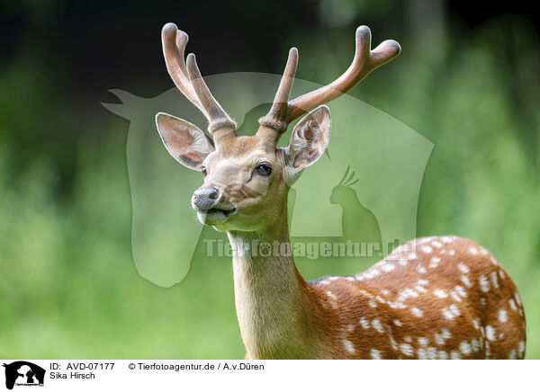 Sika Hirsch / male Sika deer / AVD-07177