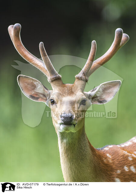Sika Hirsch / male Sika deer / AVD-07179