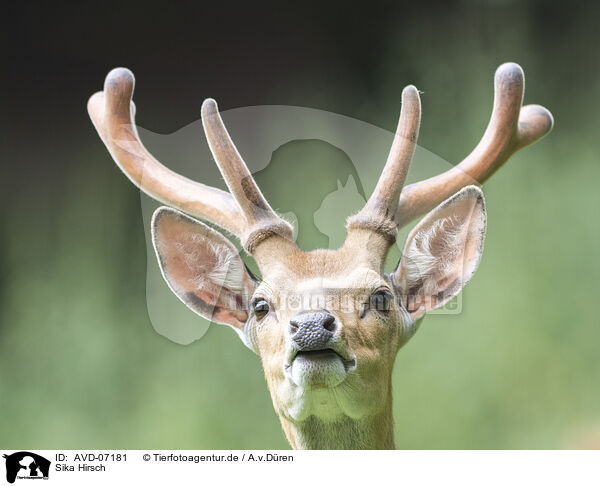 Sika Hirsch / male Sika deer / AVD-07181