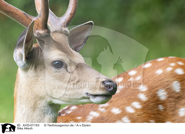 Sika Hirsch / male Sika deer / AVD-07193