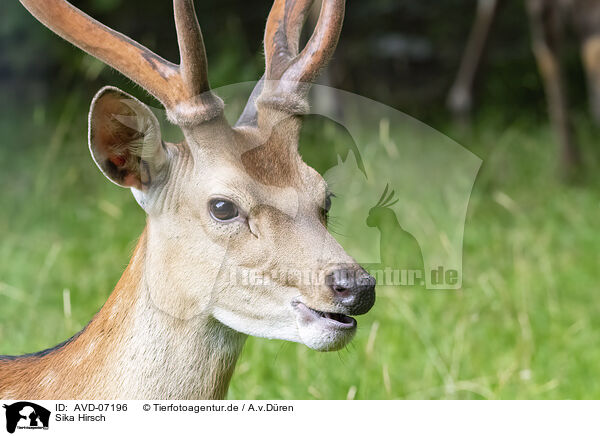 Sika Hirsch / male Sika deer / AVD-07196