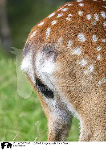 Sika Hirsch / male Sika deer / AVD-07197