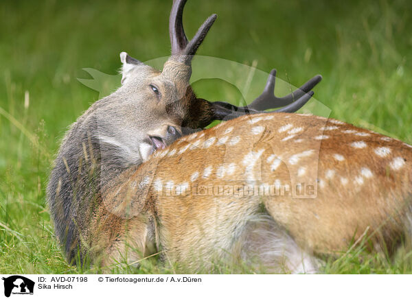 Sika Hirsch / male Sika deer / AVD-07198