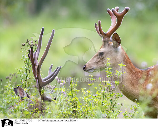 Sika Hirsch / male Sika deer / AVD-07201