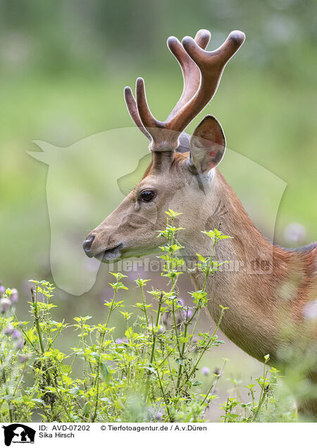 Sika Hirsch / male Sika deer / AVD-07202