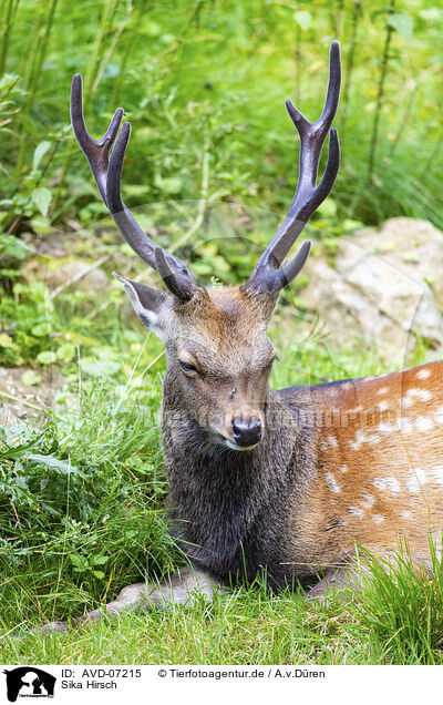 Sika Hirsch / male Sika deer / AVD-07215