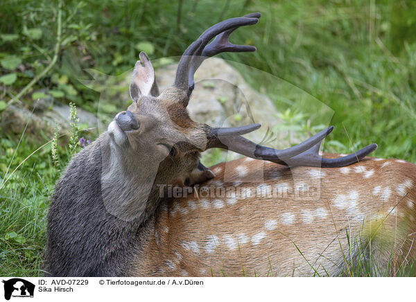 Sika Hirsch / male Sika deer / AVD-07229