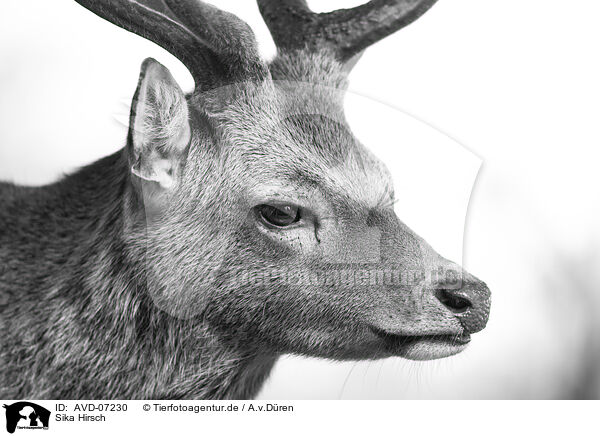 Sika Hirsch / male Sika deer / AVD-07230