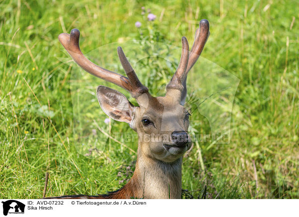 Sika Hirsch / male Sika deer / AVD-07232