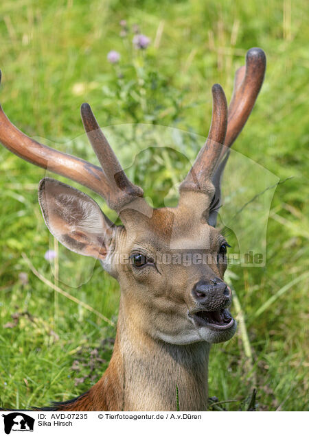 Sika Hirsch / male Sika deer / AVD-07235