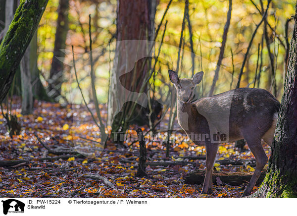 Sikawild / Sika deer / PW-15224