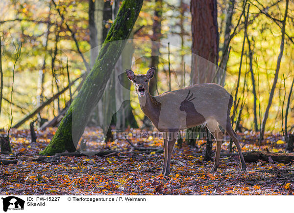 Sikawild / Sika deer / PW-15227