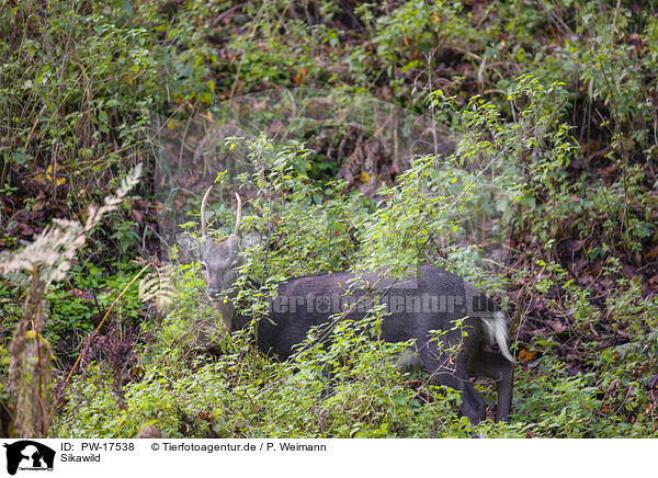 Sikawild / Sika deer / PW-17538