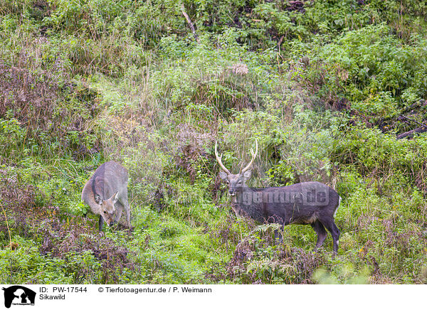 Sikawild / Sika deer / PW-17544