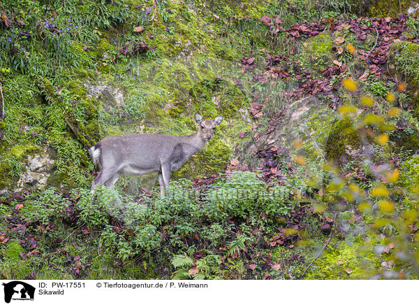 Sikawild / Sika deer / PW-17551