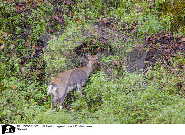 Sikawild / Sika deer / PW-17552