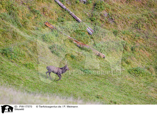 Sikawild / Sika deer / PW-17570