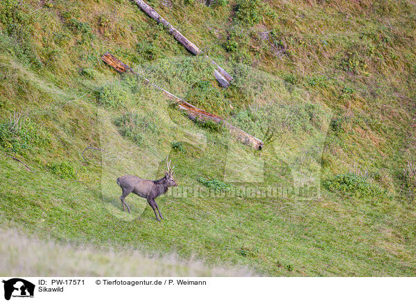 Sikawild / Sika deer / PW-17571