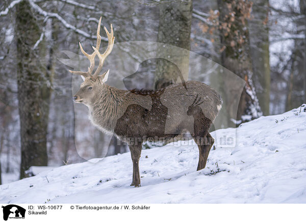 Sikawild / Sika deer / WS-10677