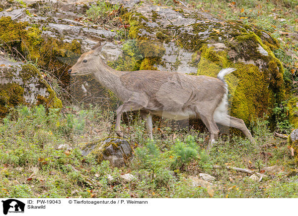 Sikawild / Sika deer / PW-19043