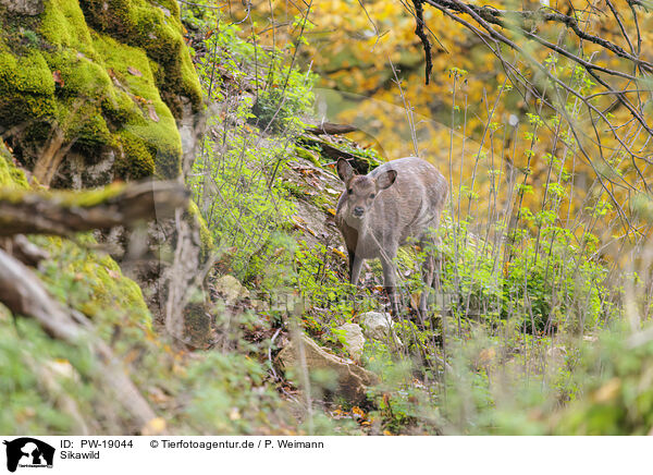 Sikawild / Sika deer / PW-19044