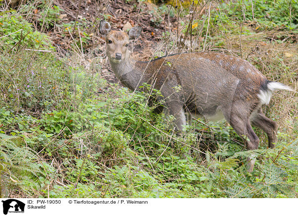 Sikawild / Sika deer / PW-19050