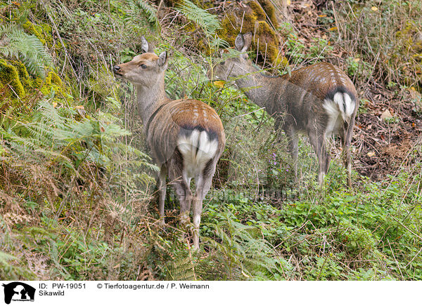Sikawild / Sika deer / PW-19051