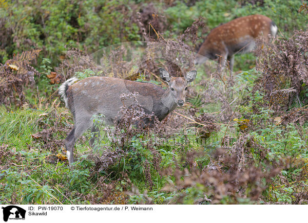Sikawild / Sika deer / PW-19070